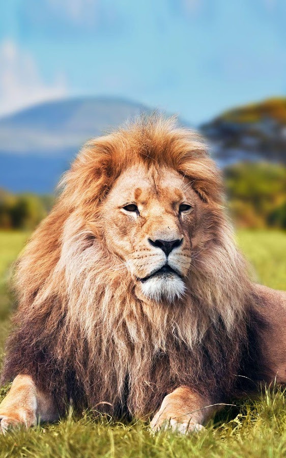 Lion King Photos Iphone Wallpaper resolution 562x900