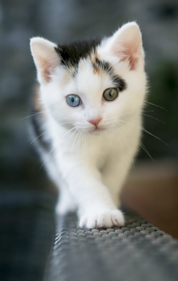 Beautiful Kitten Animal Wallpaper iPhone resolution 683x1080