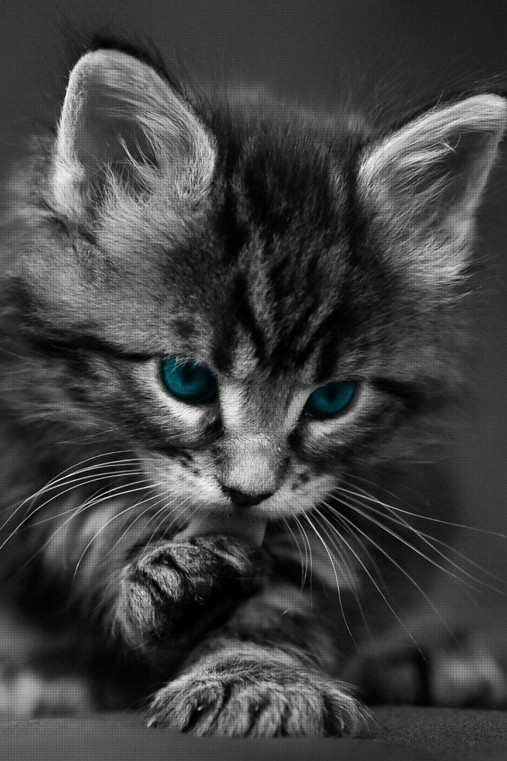 Cat Blue Eyes iPhone Wallpaper resolution 720x1080