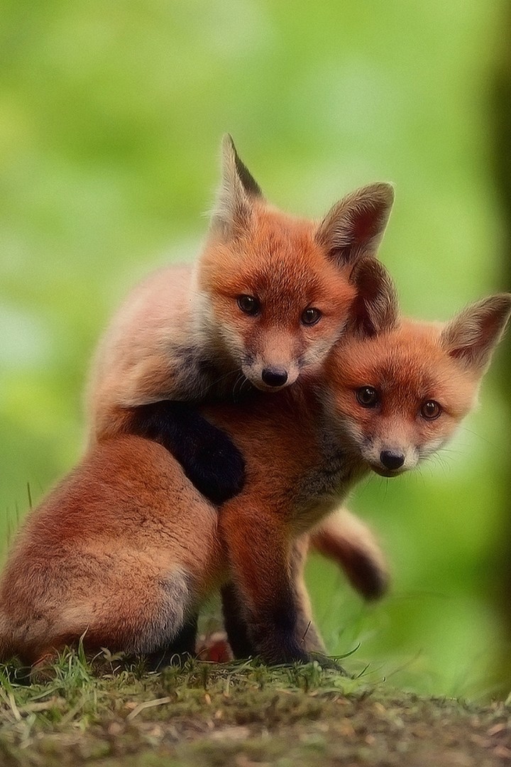 Cute Fox Babies Wallpaper iPhone resolution 720x1080
