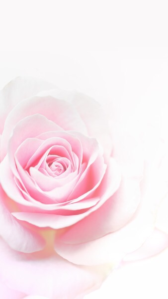 Pink Rose Wallpaper iPhone resolution 338x600