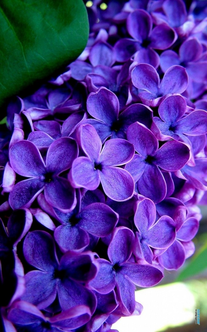 Purple Lilac Flower Wallpaper iPhone resolution 675x1080