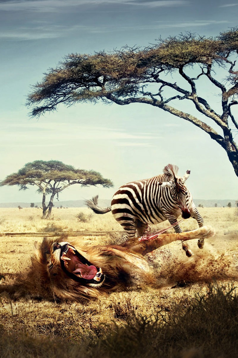 Zebra and Lion Wallpaper iPhone resolution 800x1200
