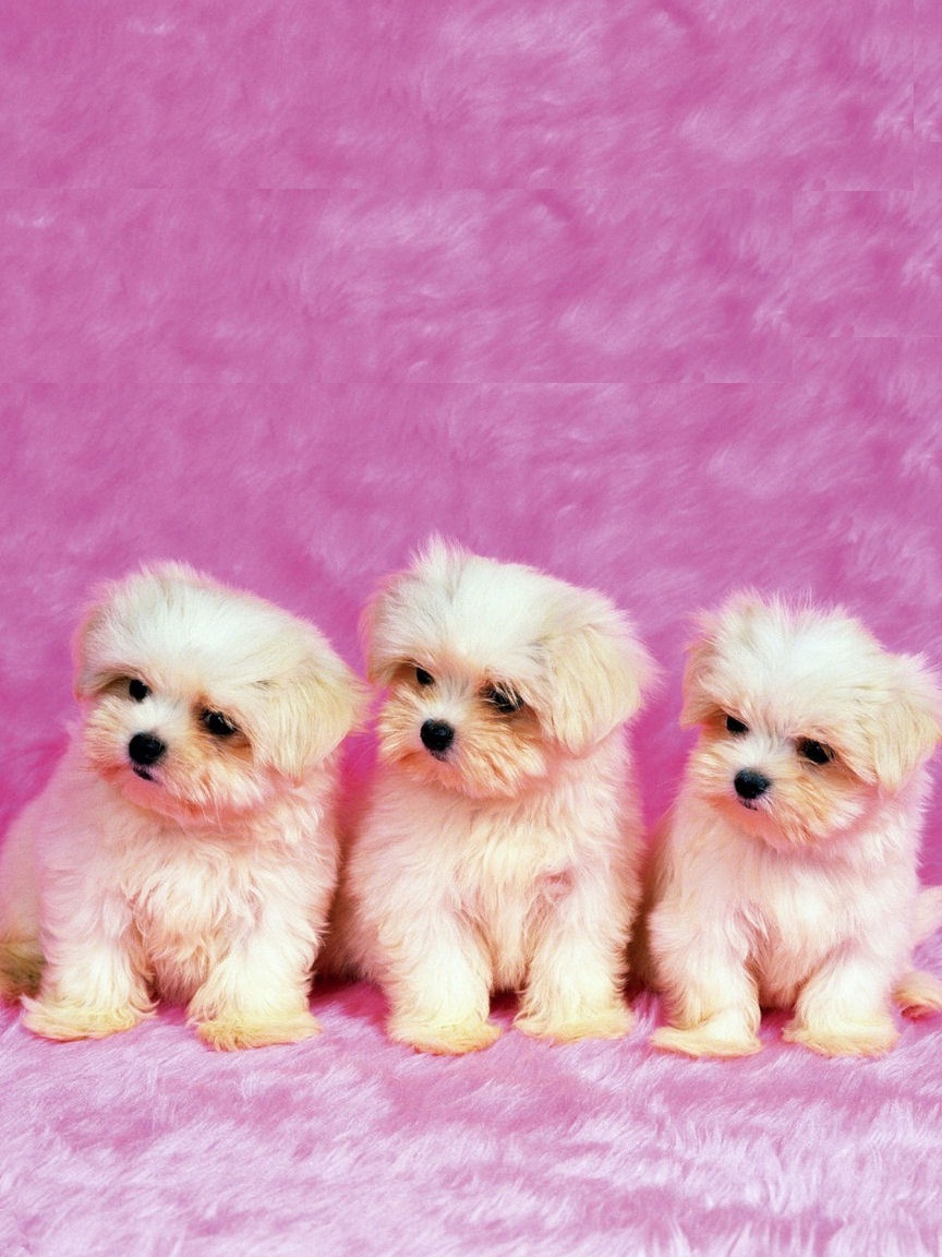 iPhone Wallpaper Adorable Three Puppies resolution 864x1152