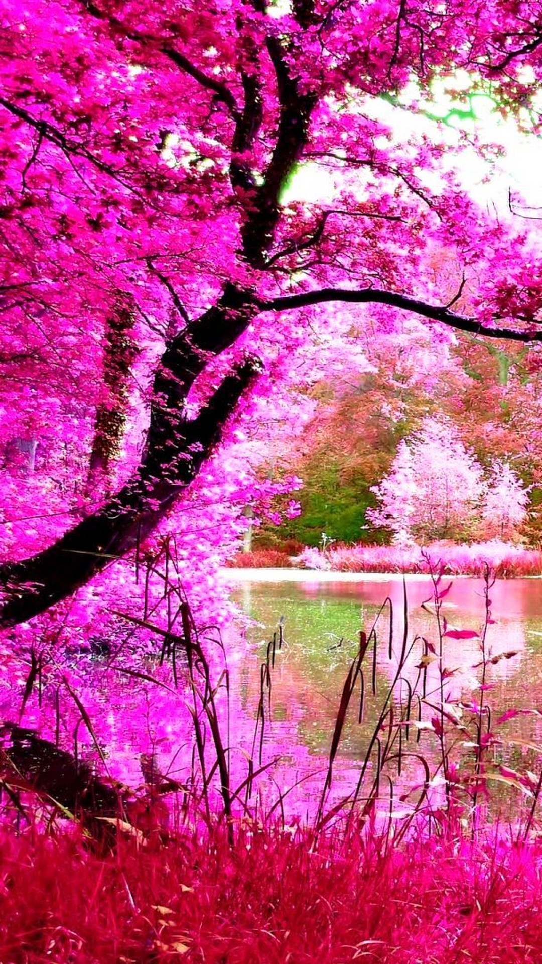 Beautiful Pink Nature iPhone Wallpaper resolution 1080x1920