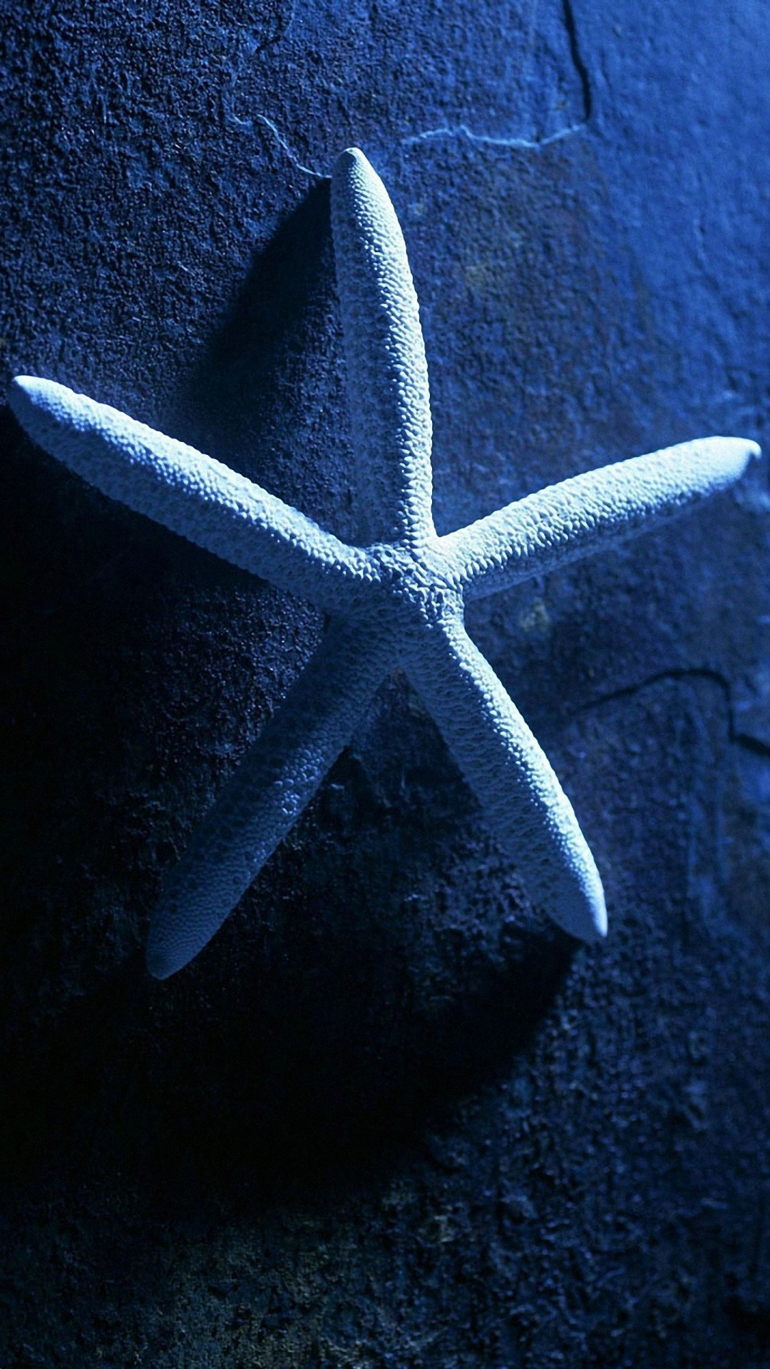 iPhone Nature Wallpaper Starfish resolution 1080x1920
