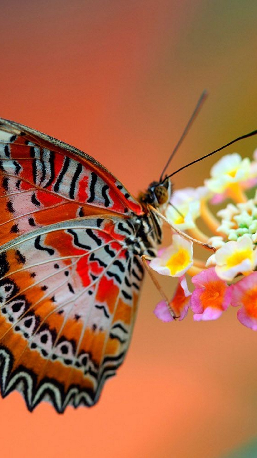 Cute Butterfly iPhone Wallpaper resolution 1080x1920