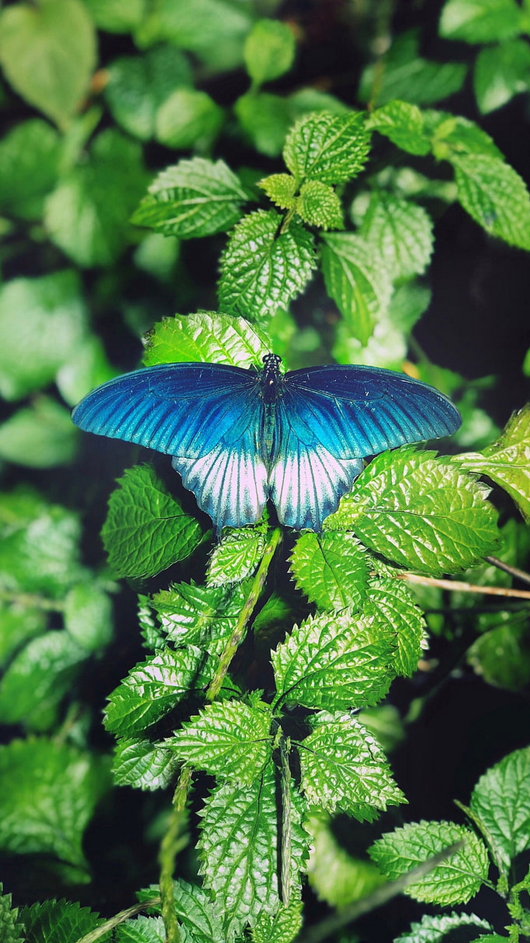 iPhone 7 Wallpaper Blue Butterfly resolution 1080x1920