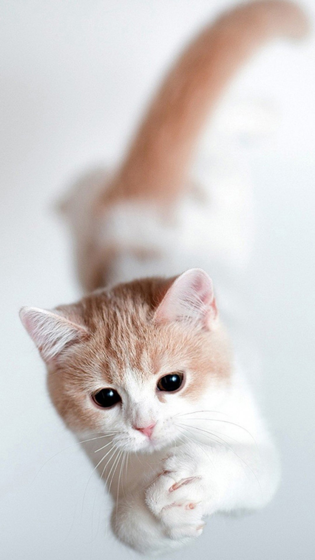 Cat Wallpaper iPhone | 3D iPhone Wallpaper 2022