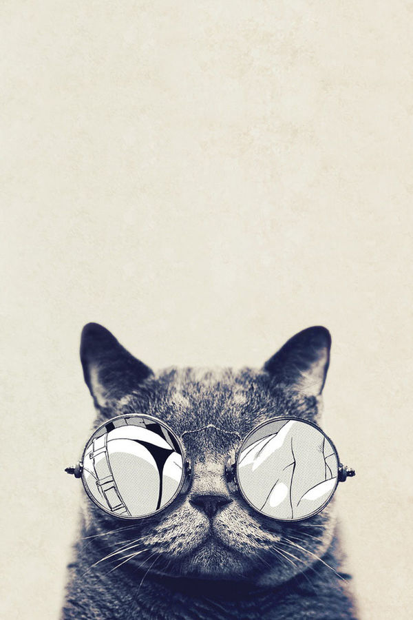 Cat iPhone Wallpaper resolution 600x900