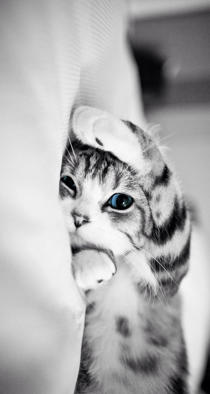 Cute Cat iPhone Wallpaper resolution 736x1377