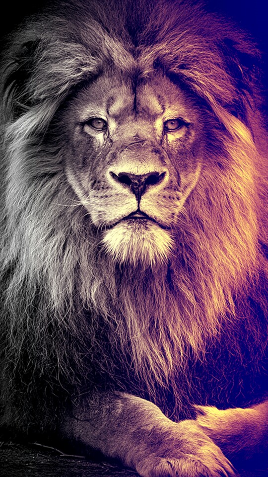Lion Animation Wallpaper HD For iPhone resolution 540x960