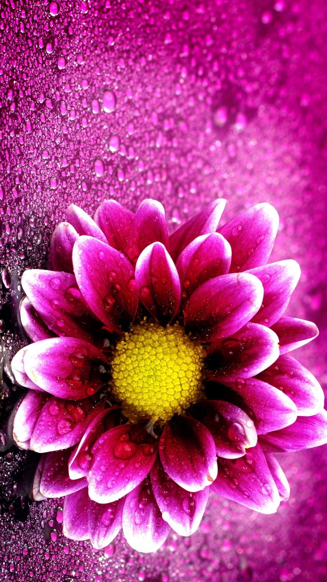 Pink Flower Wallpaper iPhone resolution 1080x1920
