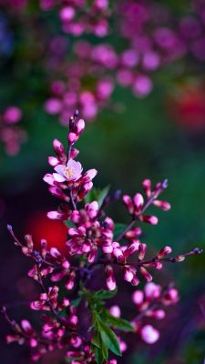 Beautiful Spring Flowers iPhone Wallpaper