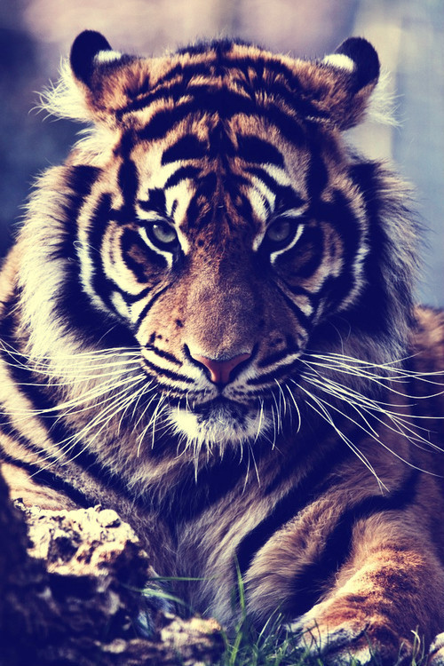 Tiger Wallpaper For iPhone