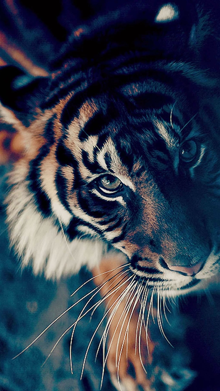 Tiger iPhone Wallpaper