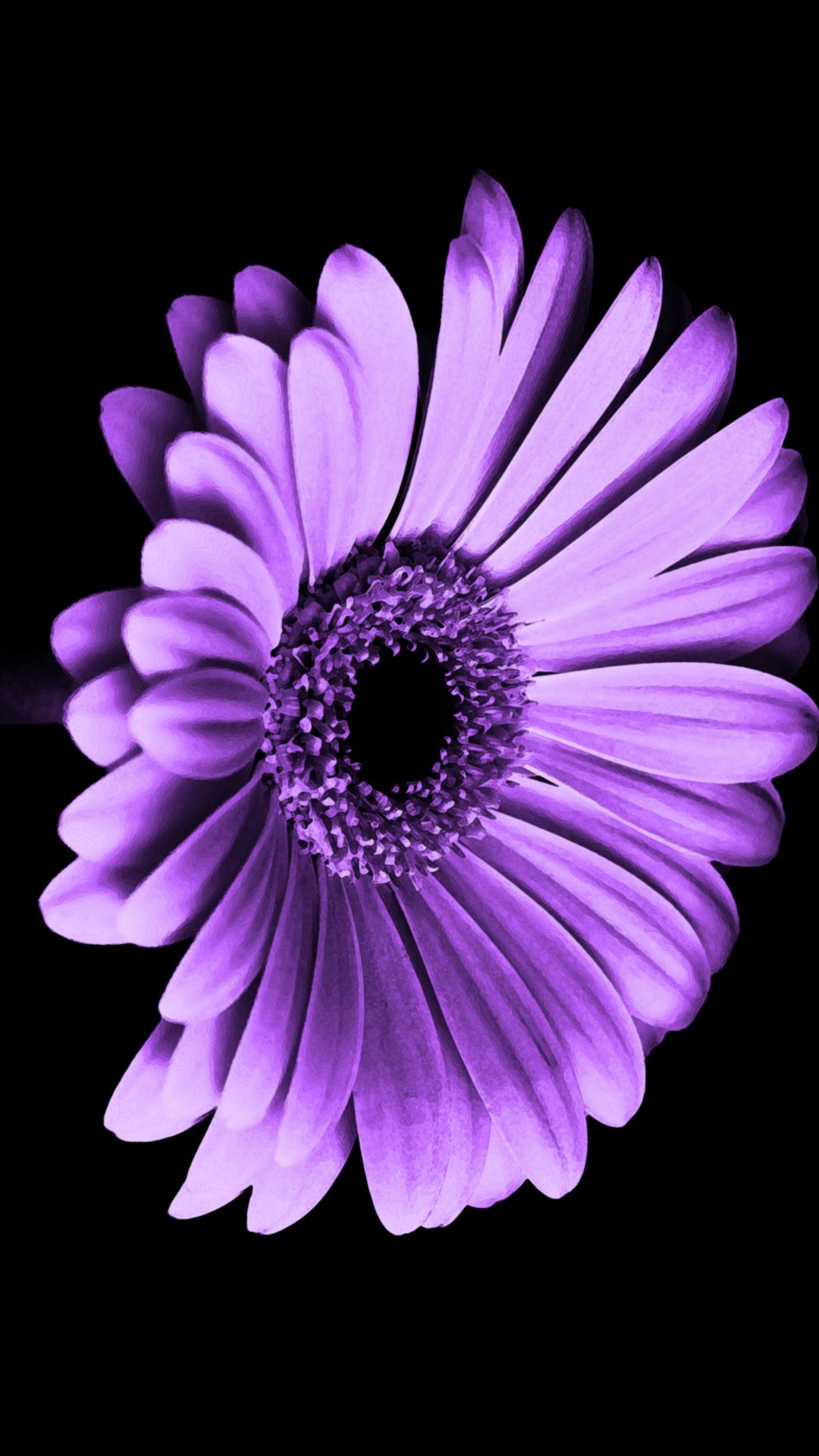 Violet Daisy Flower iPhone Wallpaper