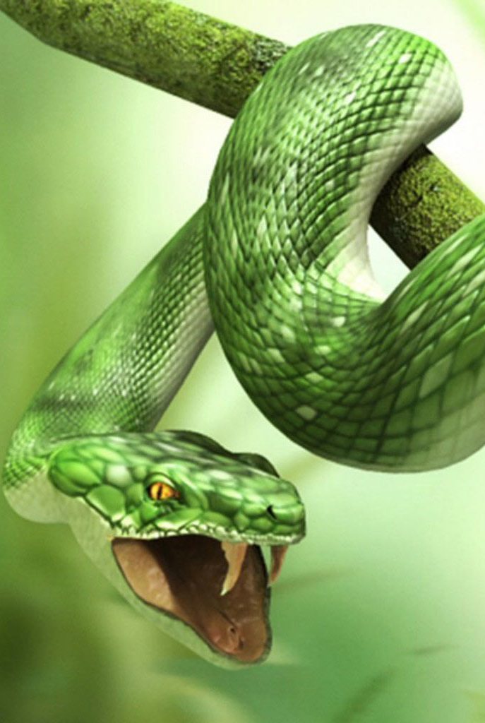 3D Green Snake Wallpaper iPhone resolution 687x1024