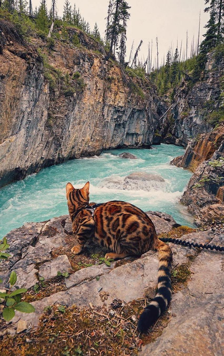 Amazing Bengal Cat Wallpaper iPhone resolution 851x1350