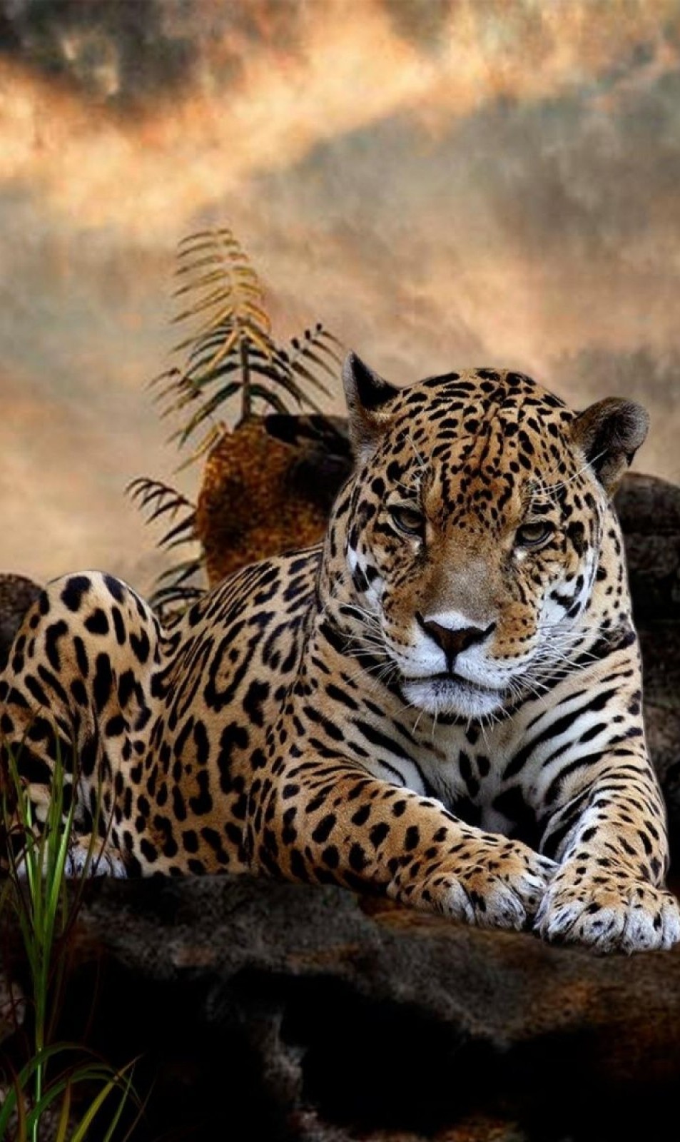 Amazing Tiger Animal Wallpaper iPhone resolution 953x1600