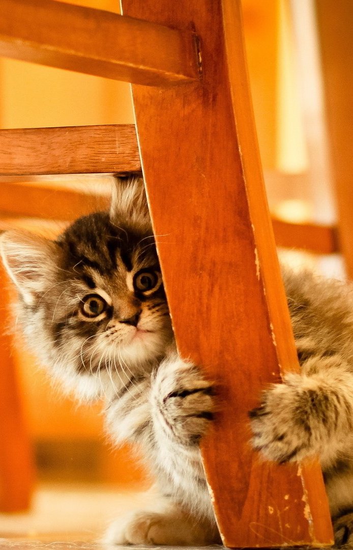 Animal Cat Chair
