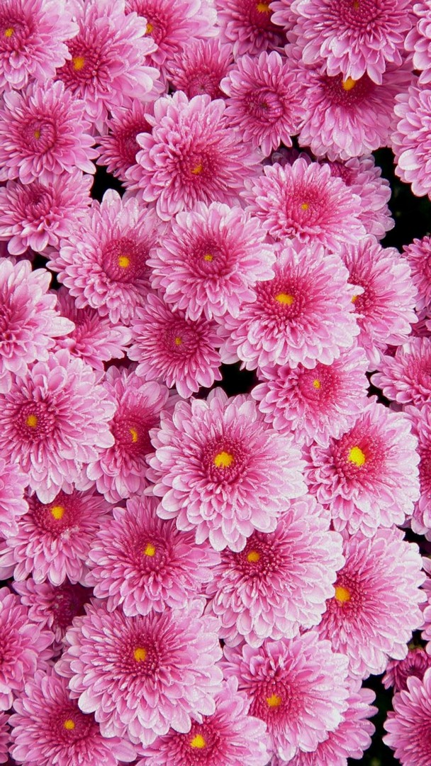 Awesome Pink Flowers Wallpaper iPhone resolution 608x1080