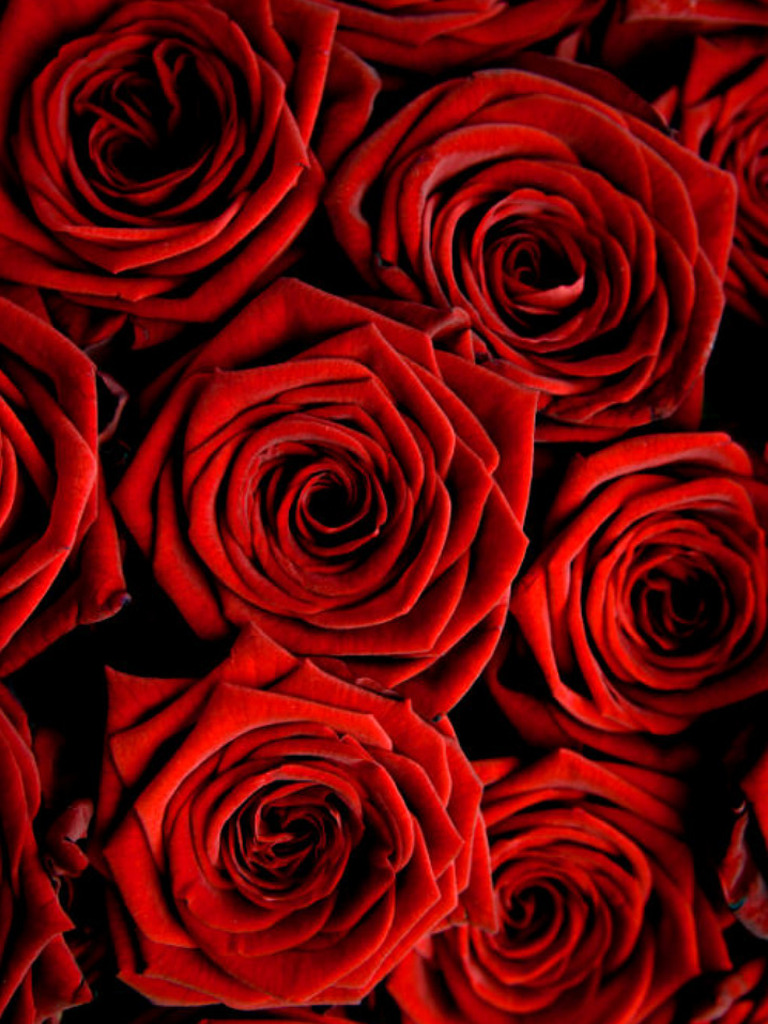 Awesome Red Rose Wallpaper iPhone resolution 768x1024