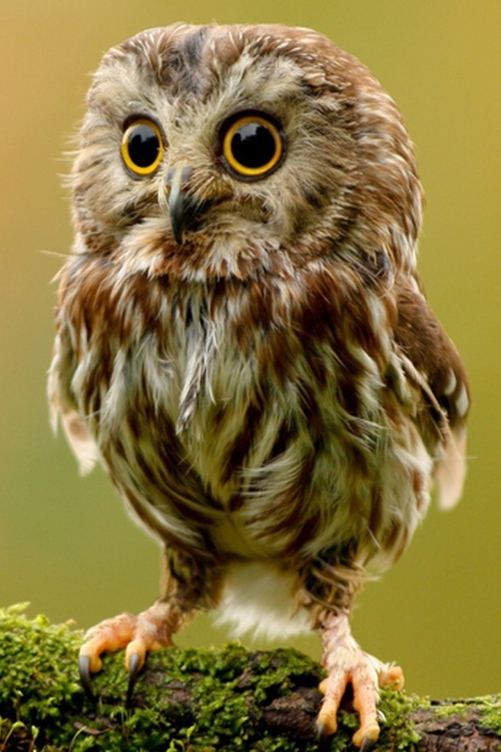 Baby Owl Wallpaper iPhone