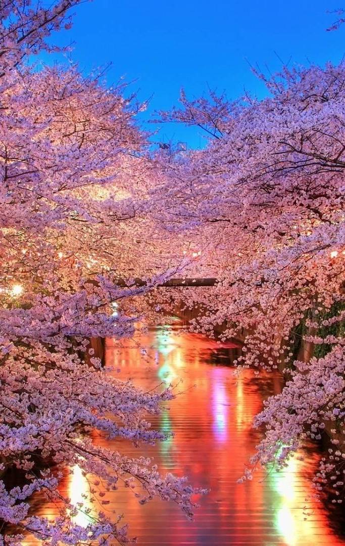 Beautiful Cherry Blossom Wallpaper iPhone resolution 683x1080