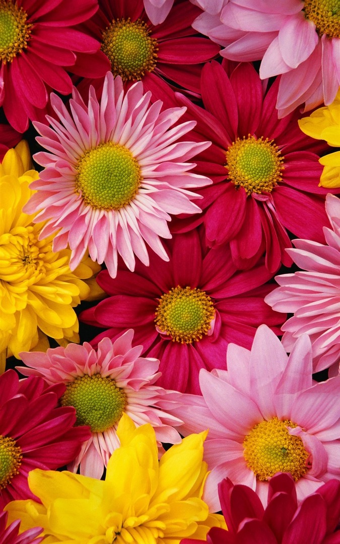 Beautiful Natural Chrysanthemum Wallpaper iPhone resolution 675x1080