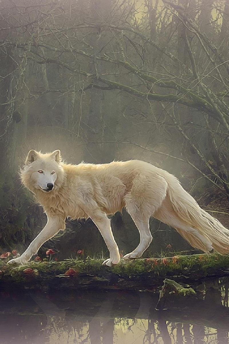 Beautiful White Wolf Wallpaper iPhone resolution 800x1200
