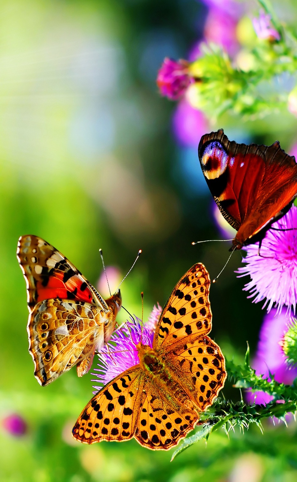 Best Butterflies iPhone Wallpaper resolution 968x1572