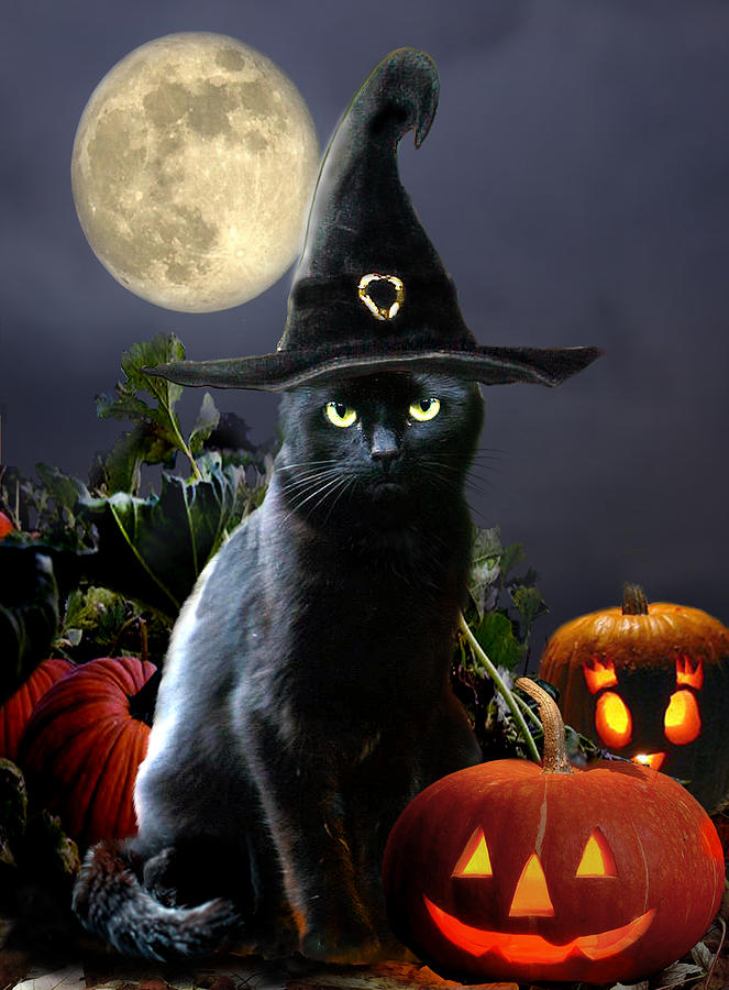 Black Cat Halloween Wallpaper resolution 663x900
