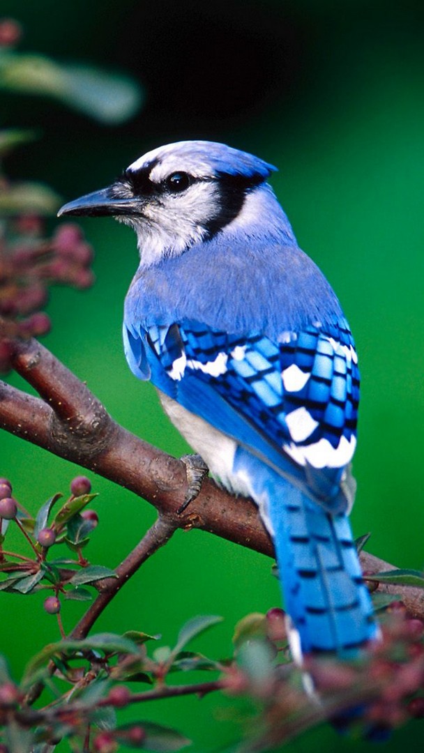 Blue Bird Wallpaper iPhone resolution 608x1080