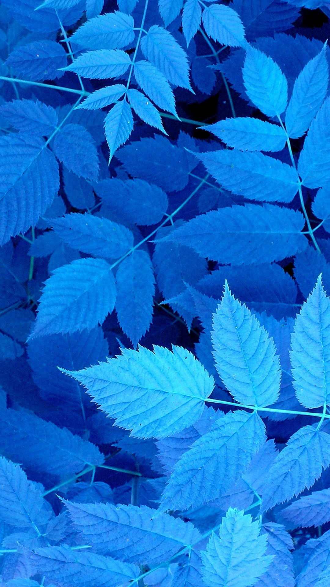 Blue Leaves iPhone Wallpaper