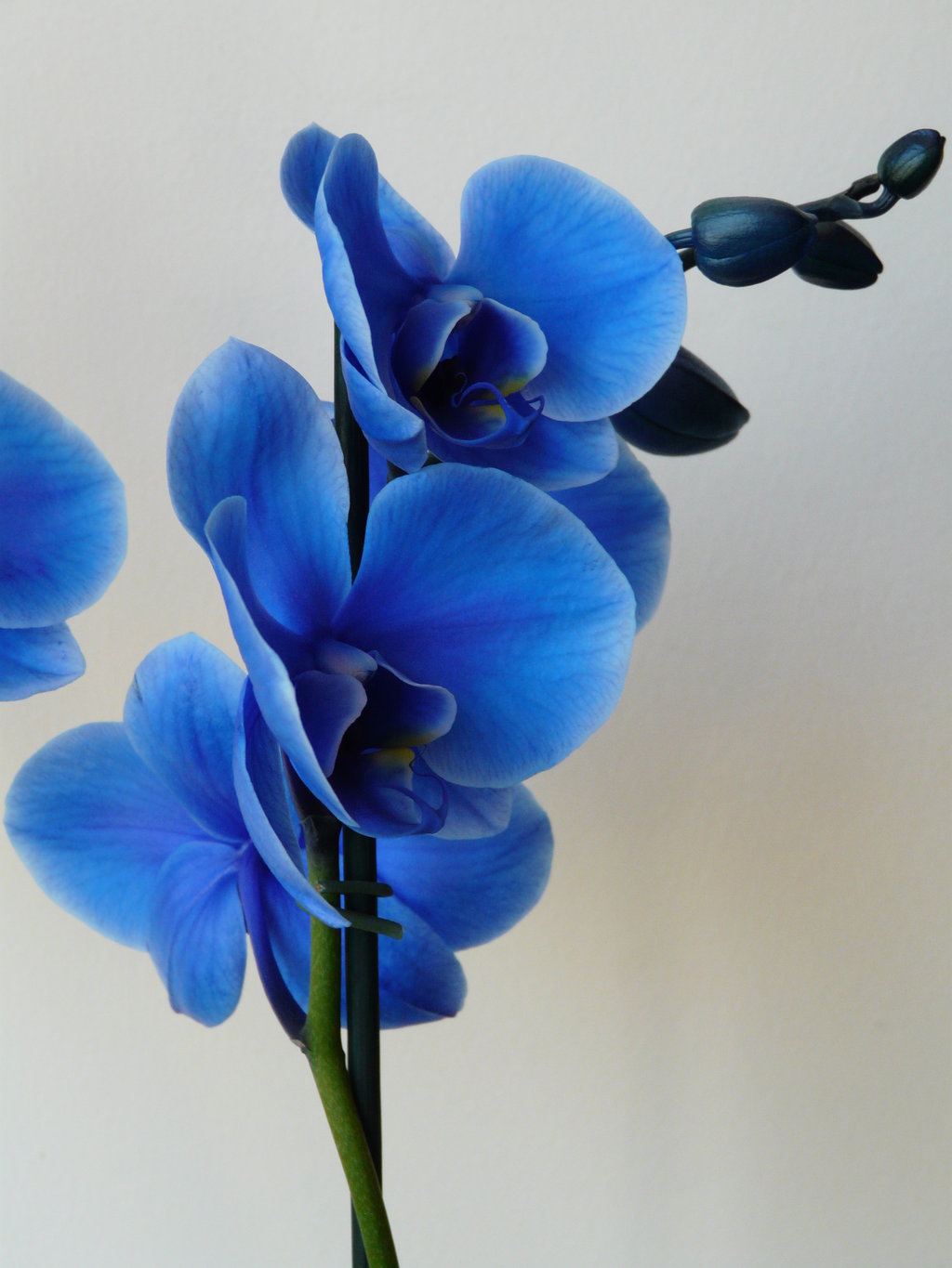 Blue Orchid Wallpaper Phone resolution 1024x1365