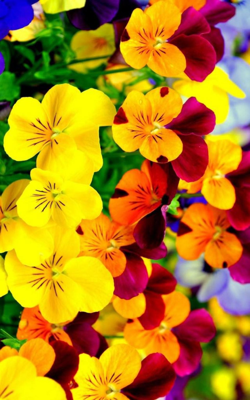 Bright Flowers Wallpaper iPhone resolution 1050x1680