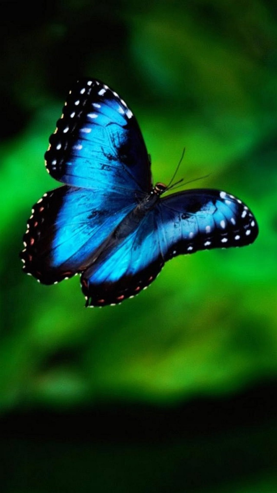 Butterfly iPhone 7 Stock Wallpaper resolution 1080x1920