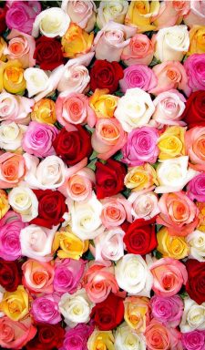 Colorful Roses Wallpaper iPhone | 3D iPhone Wallpaper 2023