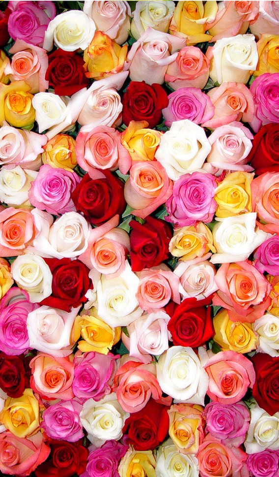 Colorful Roses Wallpaper iPhone resolution 568x969
