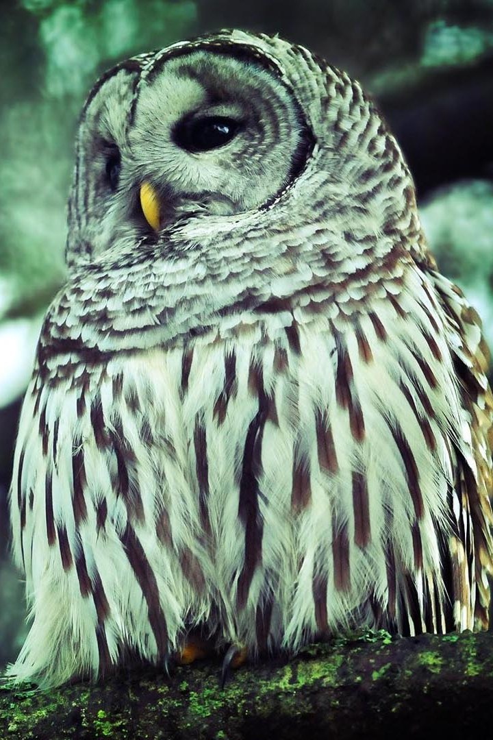 Cool Owl Wallpaper iPhone