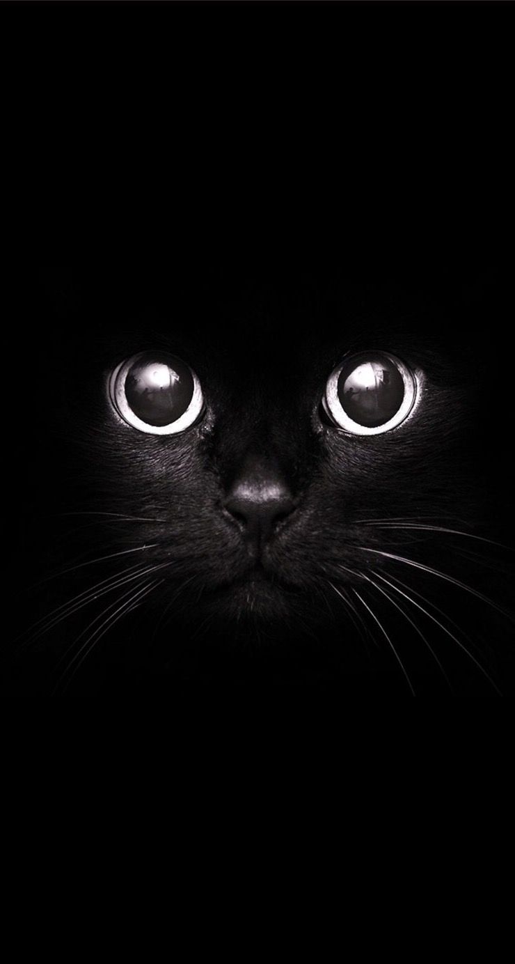 Cute Black Cat Wallpaper iPhone resolution 740x1384