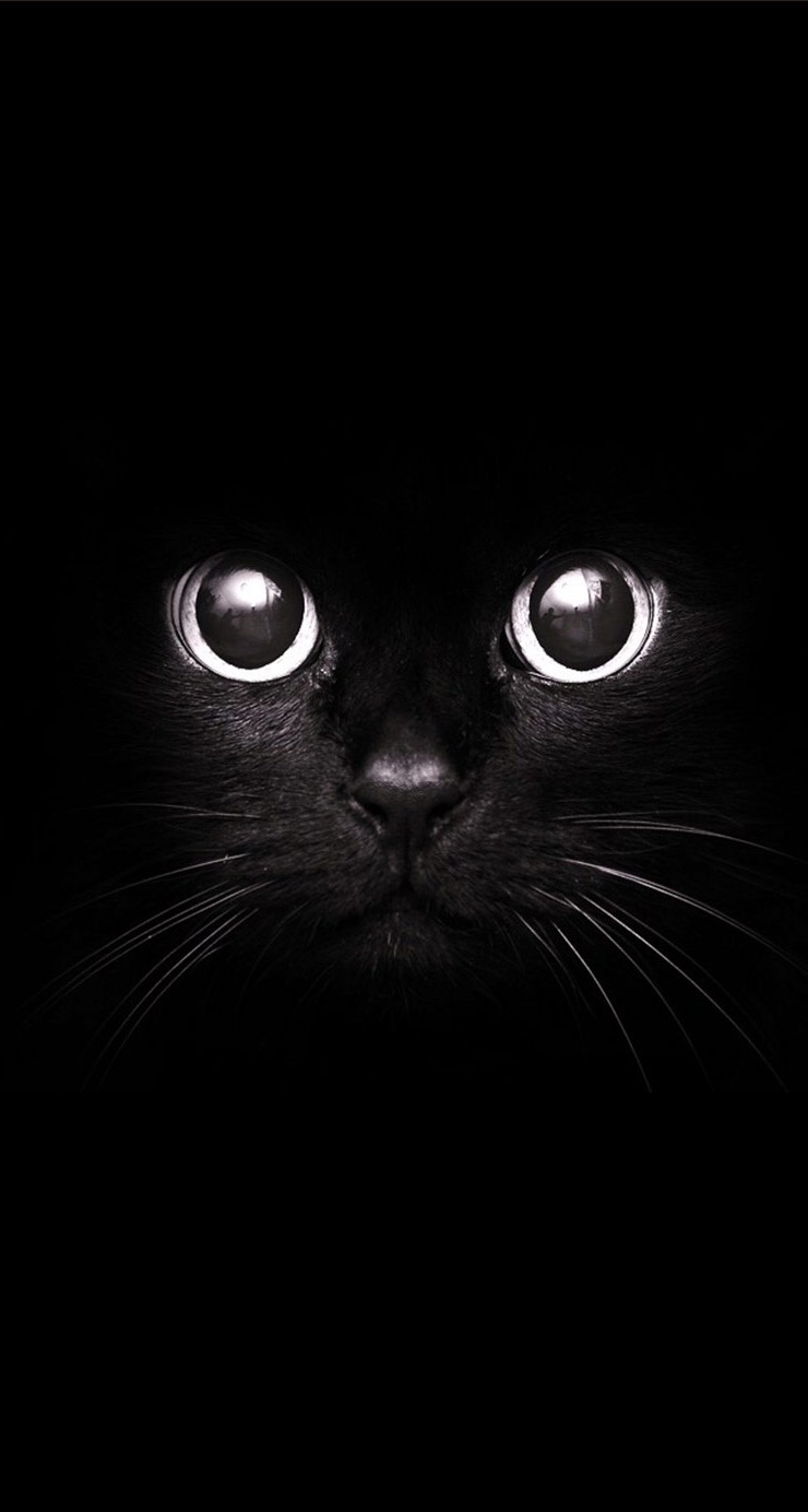  Cute  Black  Cat  Wallpaper  iPhone  2021 3D iPhone  Wallpaper 