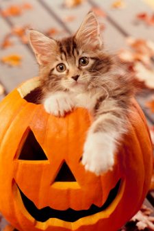 Cute Cat Halloween iPhone Wallpaper | 3D iPhone Wallpaper 2023