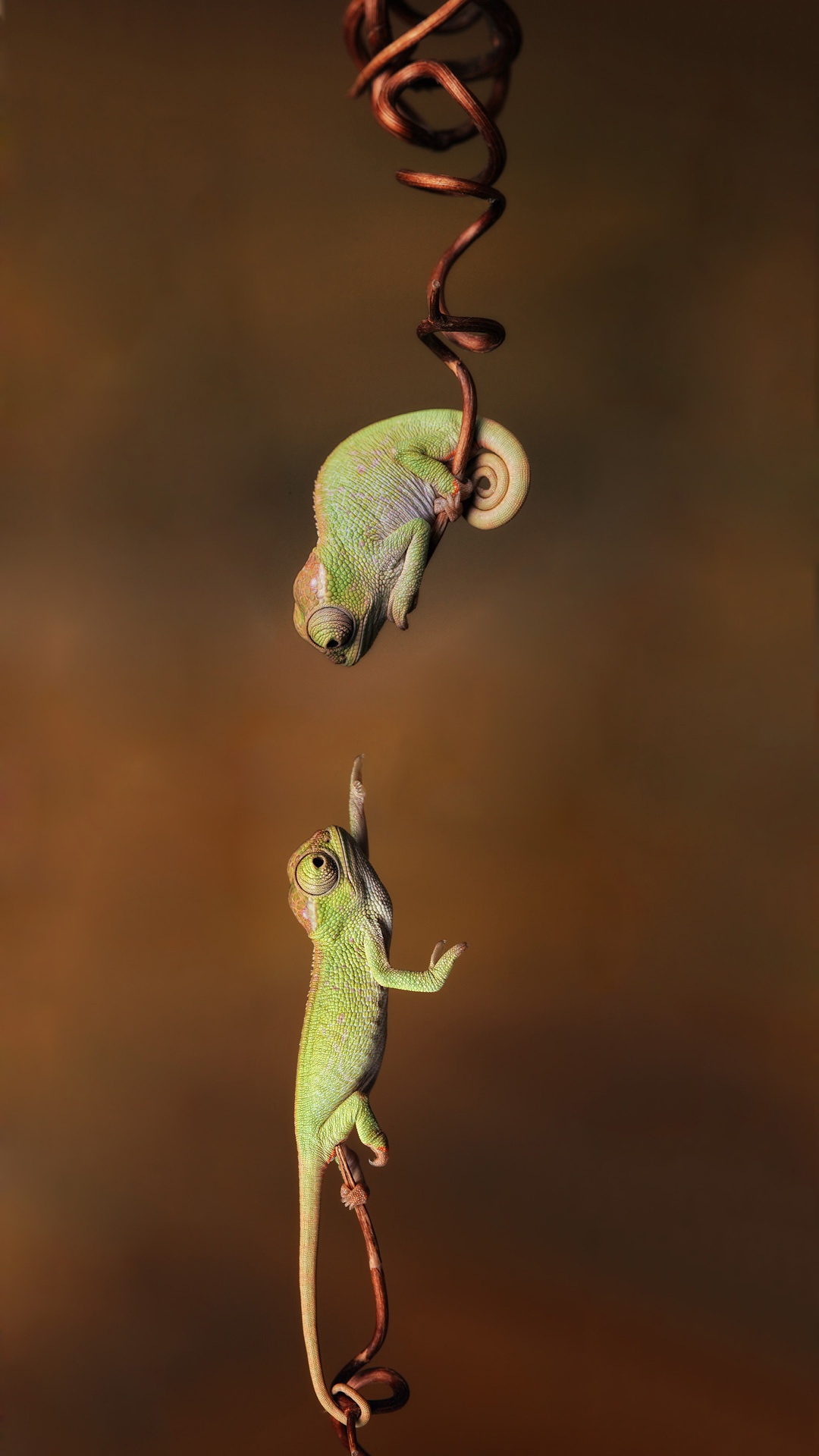 Cute Chameleon iPhone Wallpaper
