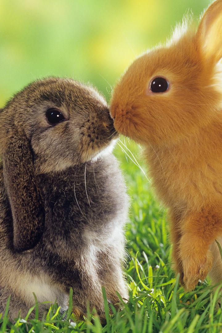 Cute Rabbit Kiss Wallpaper iPhone resolution 720x1080