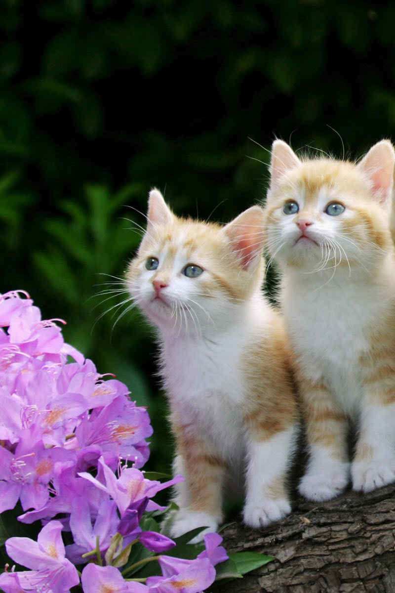 Cute Two Kittens Wallpaper iPhone resolution 800x1200