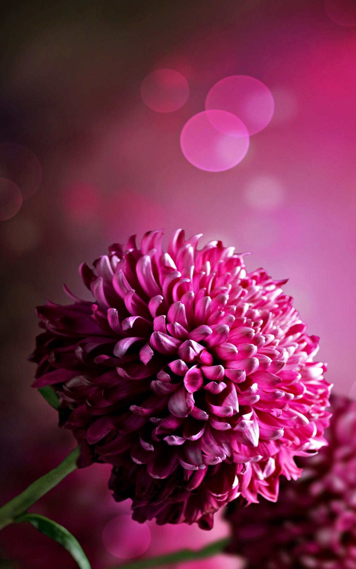 Dark Pink Chrysanthemum Wallpaper iPhone resolution 1200x1920