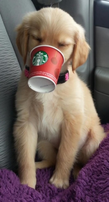Dog Cute Starbucks Wallpaper iPhone