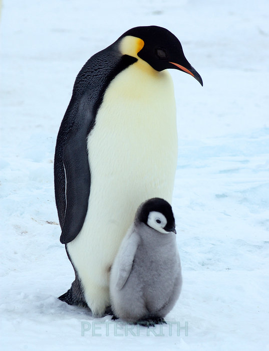 Emperor Penguin iPhone Wallpaper